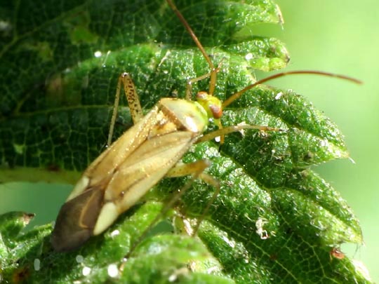 Gemeine Zierwanze, Adelphocoris lineolatus