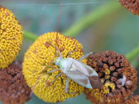 Gemeine Zierwanze, Adelphocoris lineolatus