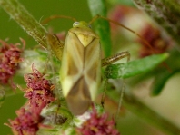 Gemeine Zierwanze, Adelphocoris lineolatus