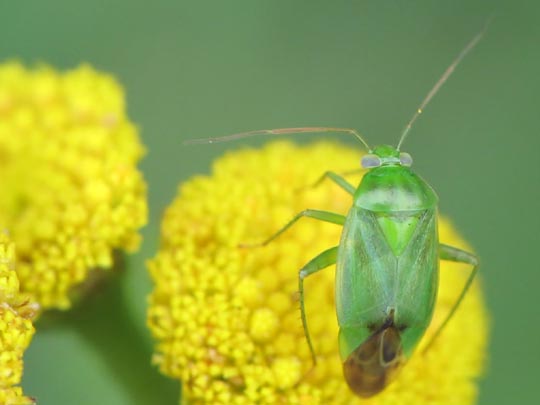 Apolygus lucorum