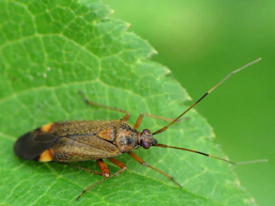 Closterotomus fulvomaculatus