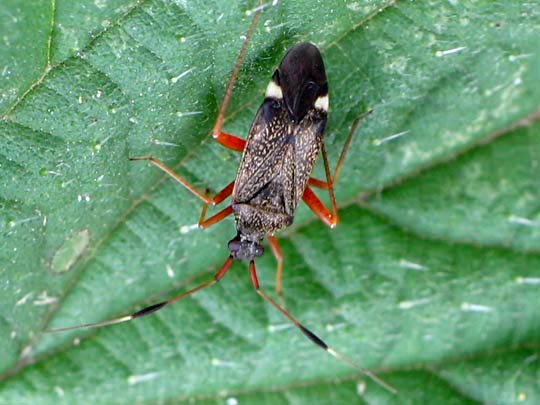 Closterotomus biclavatus, Zweikeulen-Weichwanze