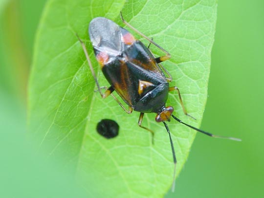 Dreiecks-Weichwanze, Deraeocoris ruber