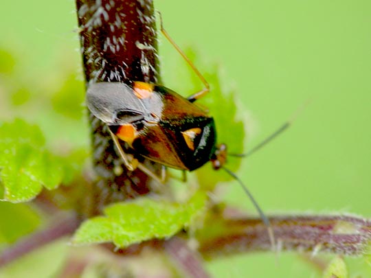 Dreiecks-Weichwanze, Deraeocoris ruber