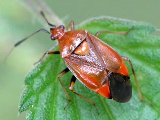 Dreiecks-Weichwanze, Deraeocoris ruber