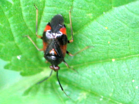 Dreiecks-Weichwanze, Deraeocoris ruber