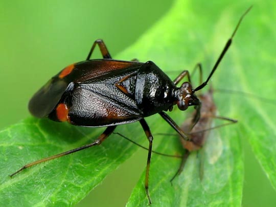 Dreiecks-Weichwanze, Deraeocoris ruber