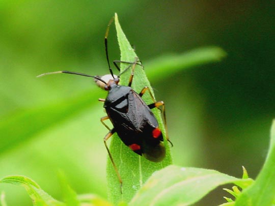 Dreiecks-Weichwanze, Deraeocoris ruber