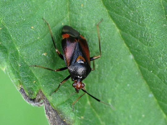 Dreiecks-Weichwanze, Deraeocoris ruber