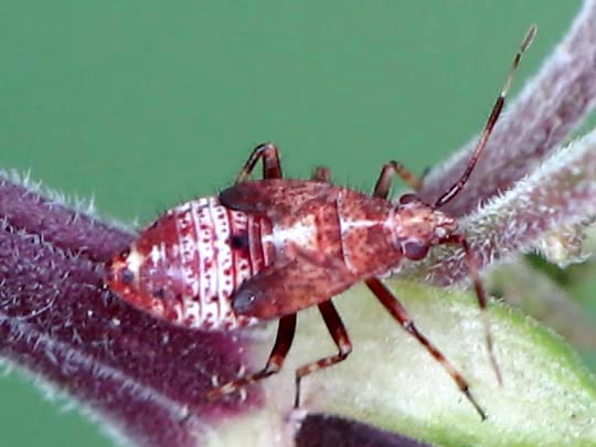 Deraeocoris flavilinea