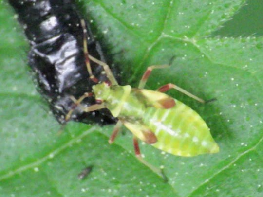 Dryophilocoris flavoquadrimaculatus