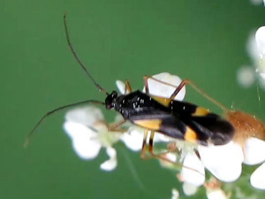 Dryophilocoris flavoquadrimaculatus