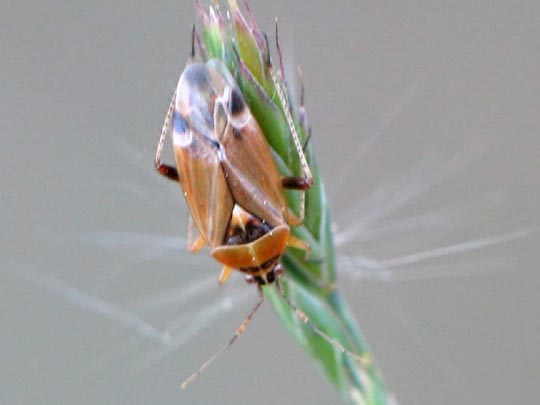 Harpocera thoracica, Eichenwanze