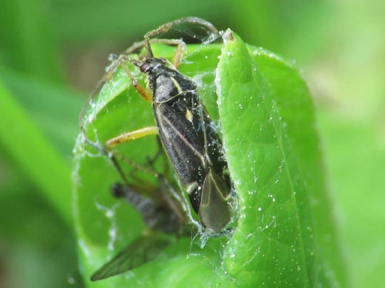 Harpocera thoracica, Eichenwanze