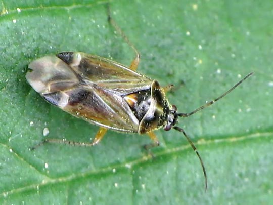 Harpocera thoracica, Eichenwanze