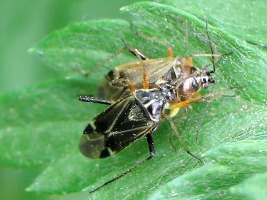 Harpocera thoracica, Eichenwanze