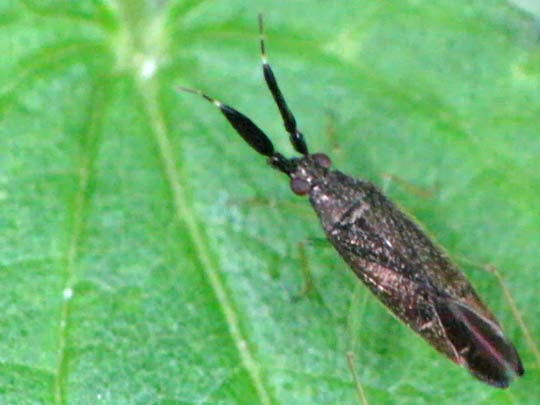 Heterotoma planicornis, Dickfühlerweichwanze