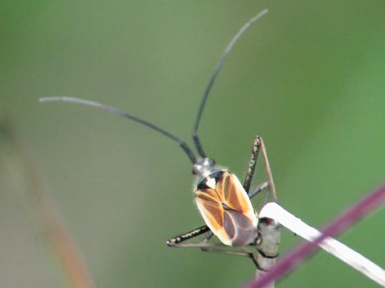 Leptopterna dolabrata, Langhaarige Dolchwanze