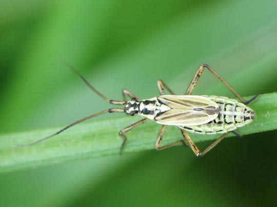 Leptopterna dolabrata, Langhaarige Dolchwanze