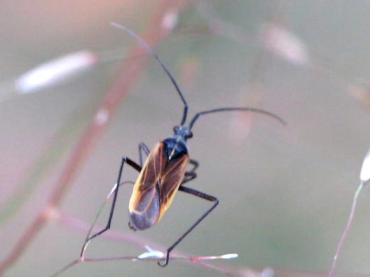 Leptopterna dolabrata, Langhaarige Dolchwanze