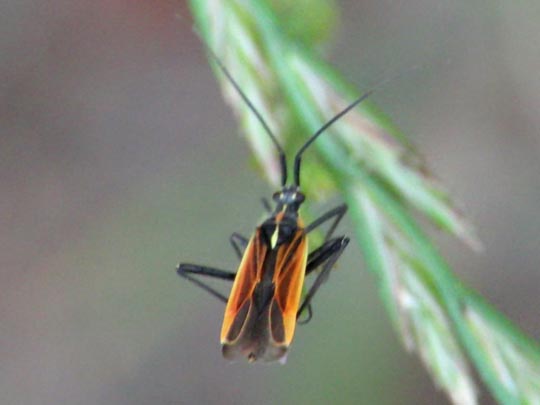 Leptopterna dolabrata, Langhaarige Dolchwanze