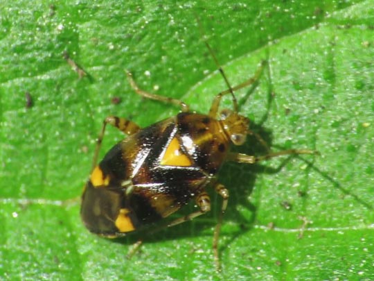 Gepunktete Nesselwanze, Liocoris tripustulatus