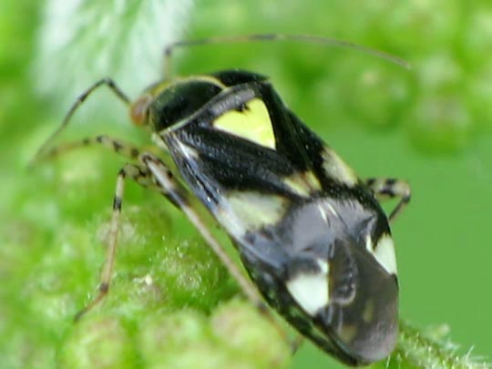 Gepunktete Nesselwanze, Liocoris tripustulatus