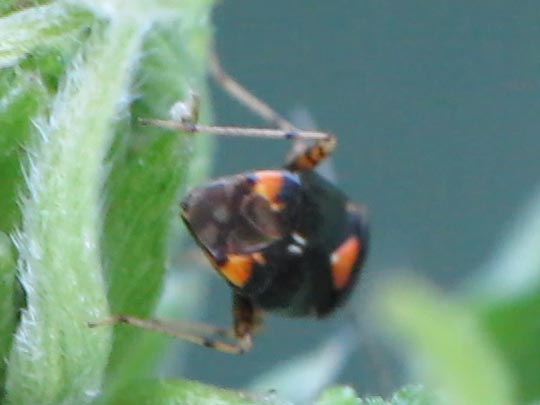 Gepunktete Nesselwanze, Liocoris tripustulatus