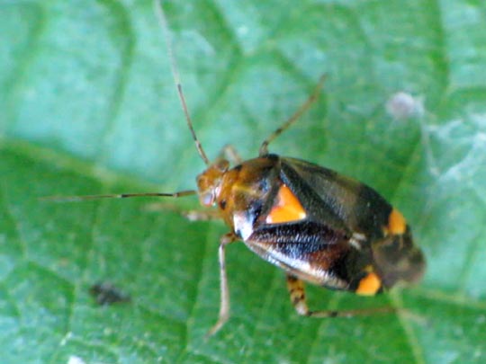 Gepunktete Nesselwanze, Liocoris tripustulatus