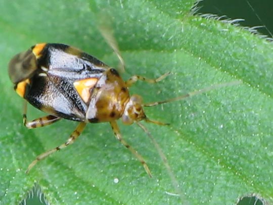 Gepunktete Nesselwanze, Liocoris tripustulatus