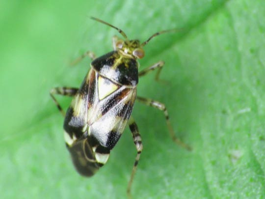 Gepunktete Nesselwanze, Liocoris tripustulatus