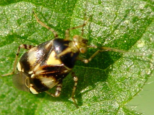 Gepunktete Nesselwanze, Liocoris tripustulatus