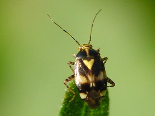 Gepunktete Nesselwanze, Liocoris tripustulatus