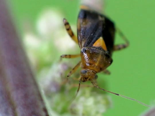 Gepunktete Nesselwanze, Liocoris tripustulatus