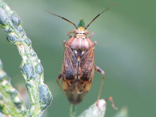 Behaarte Wiesenwanze, Lygus rugulipennis