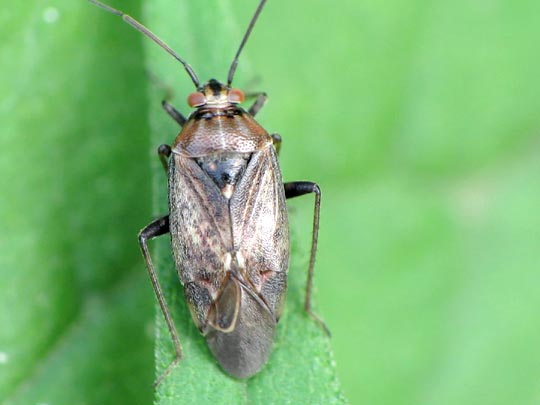 Behaarte Wiesenwanze, Lygus rugulipennis