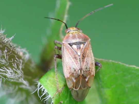 Behaarte Wiesenwanze, Lygus rugulipennis