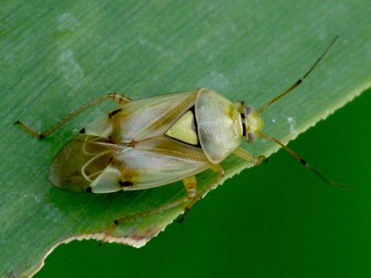 Gemeine Wiesenwanze, Lygus pratensis