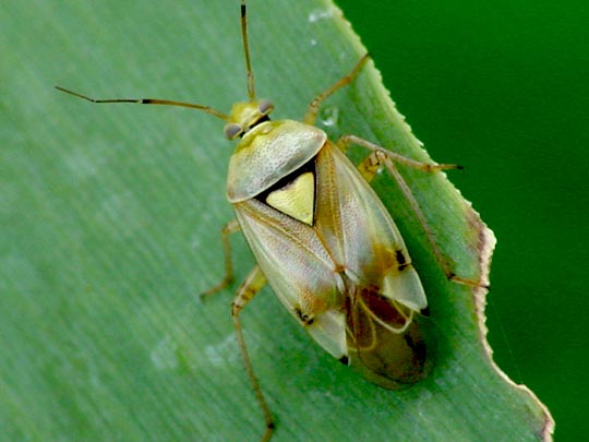 Gemeine Wiesenwanze, Lygus pratensis