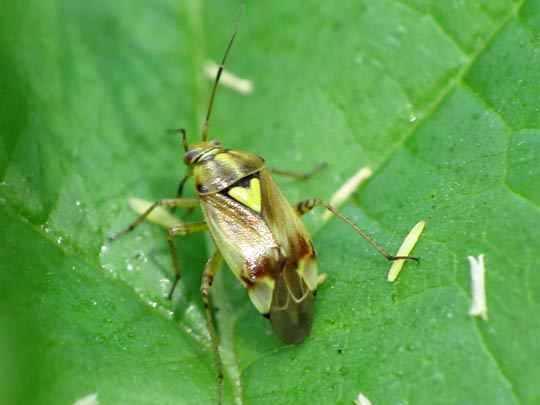 Gemeine Wiesenwanze, Lygus pratensis