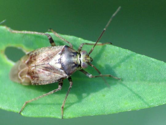 Behaarte Wiesenwanze, Lygus rugulipennis