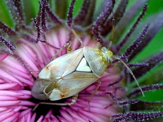 Gemeine Wiesenwanze, Lygus pratensis