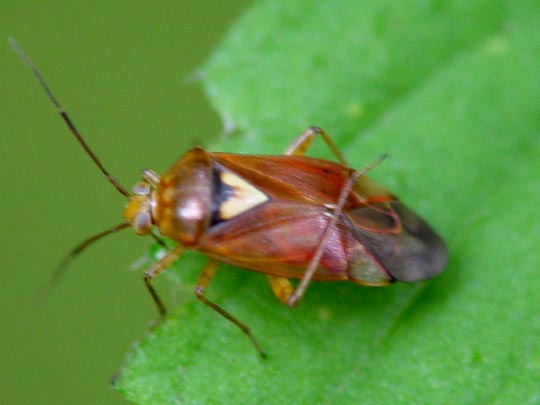 Gemeine Wiesenwanze, Lygus pratensis