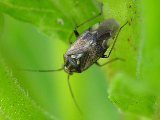 Behaarte Wiesenwanze, Lygus rugulipennis