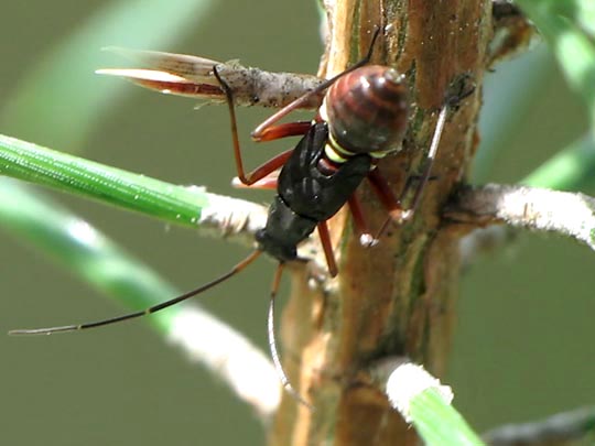 Miris striatus, Prachtwanze