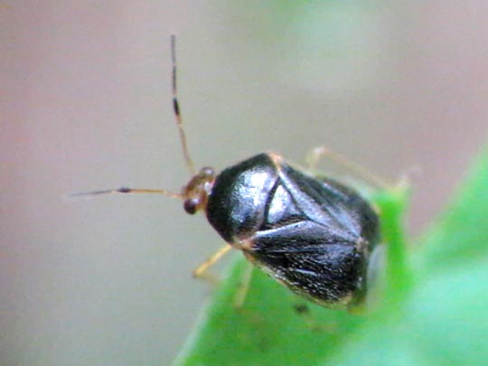 Monalocoris filicis