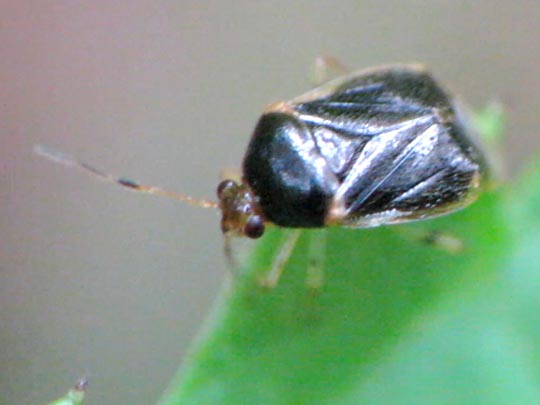 Monalocoris filicis