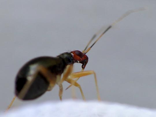 Orthonotus rufifrons