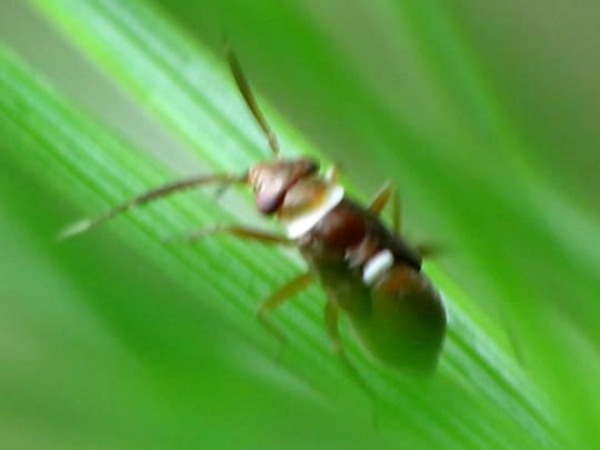 Pilophorus cinnamopterus