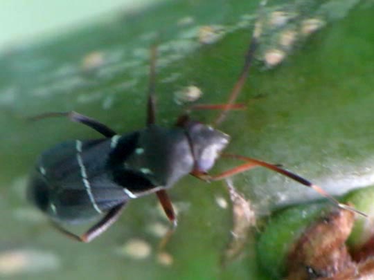 Pilophorus cinnamopterus